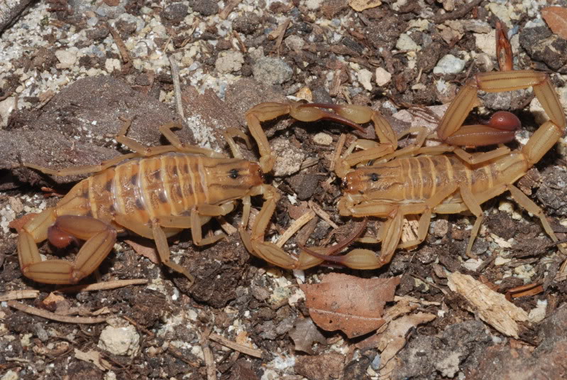 Top Scorpion Facts, Phoenix, AZ